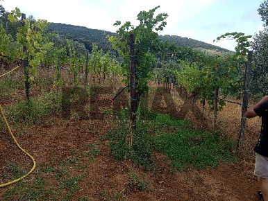 Foto Terreno agricolo in Localita Montecaselli 1, Piombino Centro