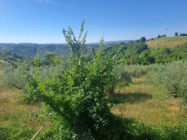 Foto Terreno agricolo in via umberto primo, Alviano Centro di 5860 m²