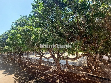 Foto Appartamento in Piazza Santa Lucia 52, Siracusa Borgata - Santa Lucia