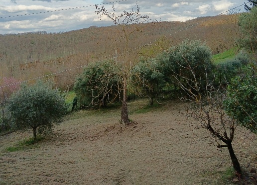 immagine annuncio 3 di 6