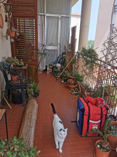 immagine annuncio 3 di 14